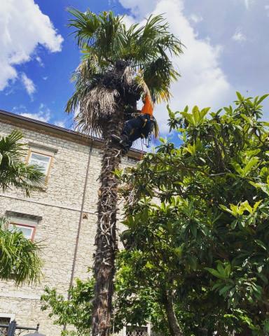 Arbor Climbing di Rocco Lodise - Foto 6