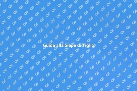 Progettare una Siepe di Tiglio