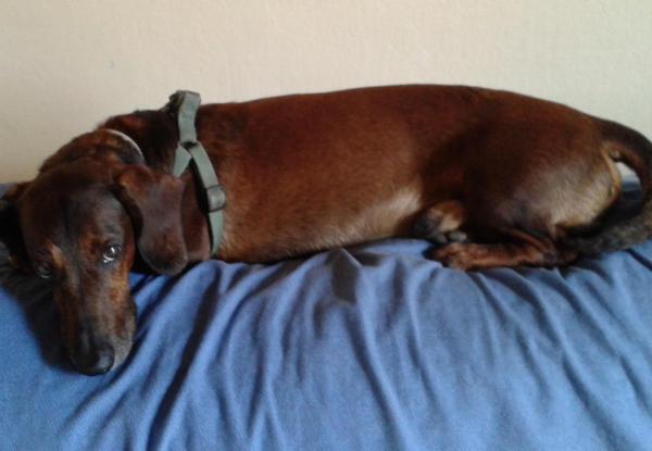 Love dogs - Foto 4