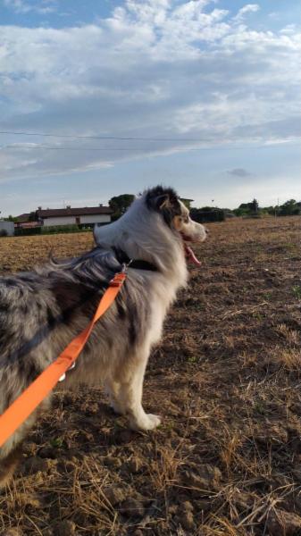 Tanto verde, amore e gioco - Foto 4