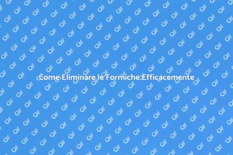 Disinfestare le Formiche in Casa