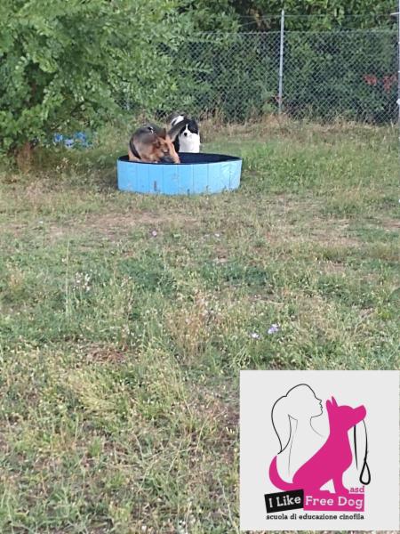 I LIKE FREE DOG ASD scuola di educazione cinofila - Foto 4