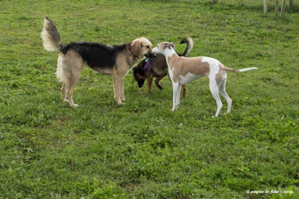 Il Segno di Fido - asd cinofila Mugello e Firenze - Foto 5