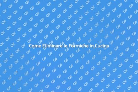 Disinfestazione Formiche in Cucina
