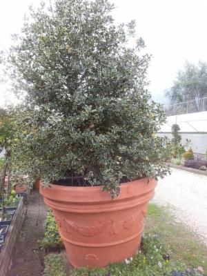 Azienda Florovivaistica Faraon Antonio  - Foto 6