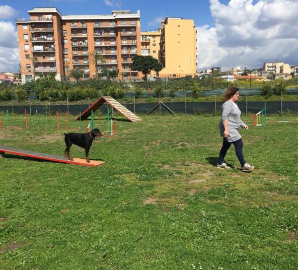 Dog School Catania - Foto 9