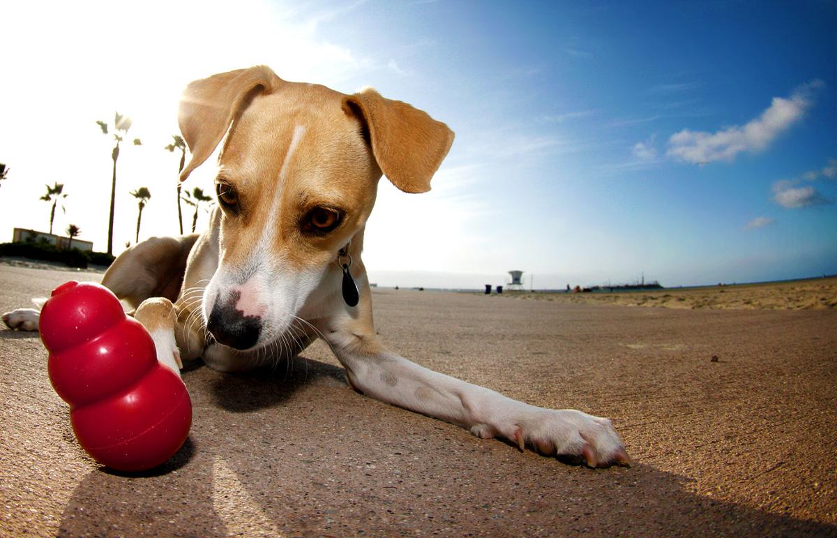 Cani: consigli per non farli annoiare in assenza del padrone