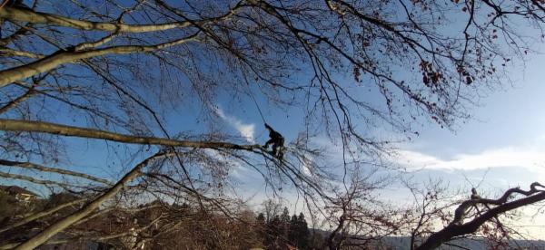 Treestylist - Foto 7
