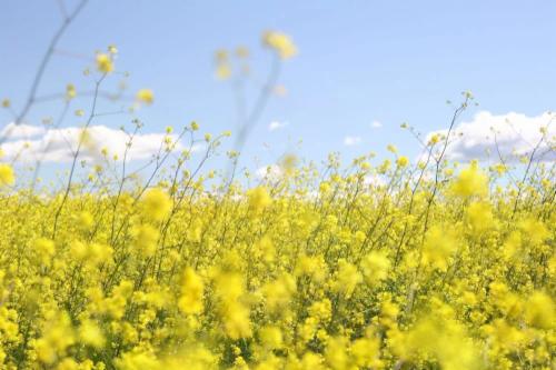 Idee originali per la Festa della donna