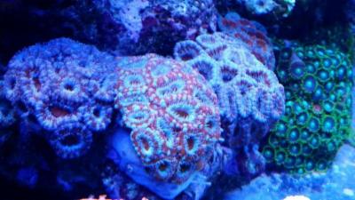 Aquarium Life  - Foto 8