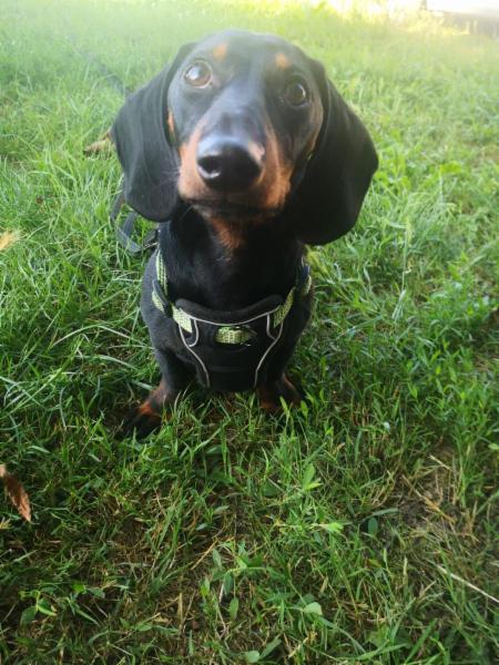 ABDog di Agnese Barbieri - Foto 7