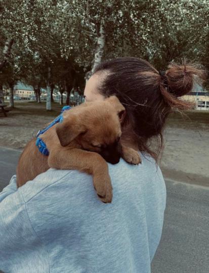 Dog Sittwe - Foto 4