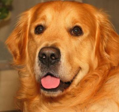Pet sitter con esperienza e passione  - Foto 1