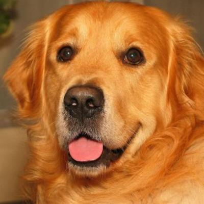 Pet sitter con esperienza e passione