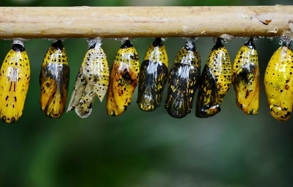 pianta natura