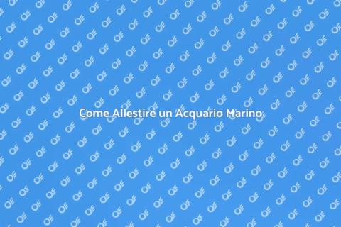 Allestimento Acquario Marino Perfetto