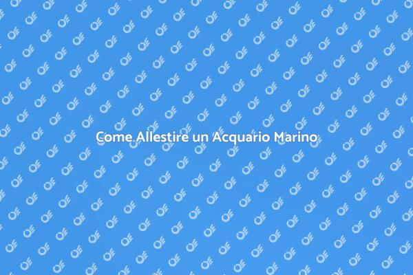 Allestimento Perfetto per il Tuo Acquario