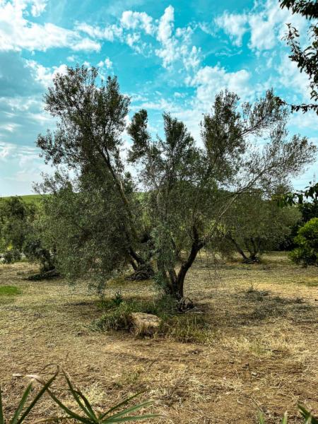 ARTE ET AGRICOLTURA DI ENRICO ARIO ROCCHI - Foto 3
