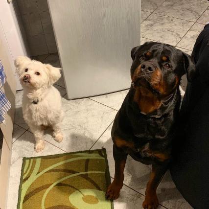 Dog sitter - Foto 15