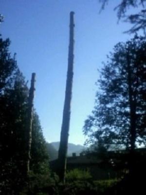 Bounous Luca - Lavori di Giardinaggio  - Foto 5