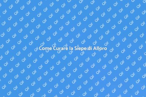 Mantenere una Siepe di Alloro