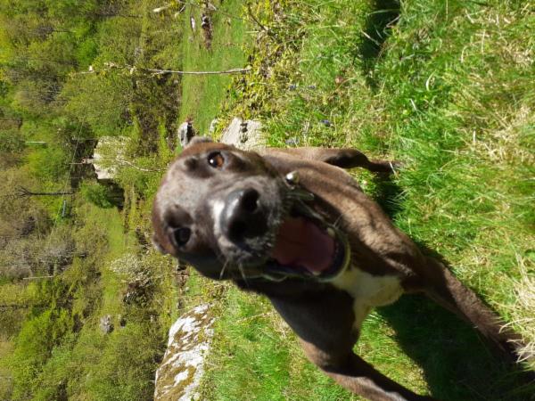 dogsitting, gruppi di dogtrekking e socializzazioni - Foto 13