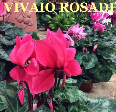 Vivaio Rosadi  - Foto 2