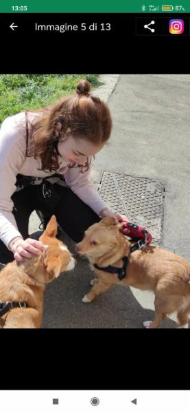 Dog/cat/pet sitter a Torino - Foto 2