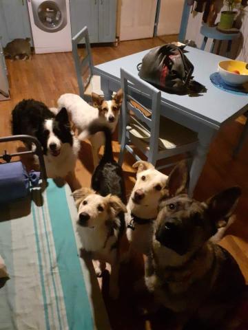 dogsitting, gruppi di dogtrekking e socializzazioni - Foto 8