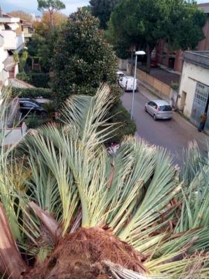 Il Pinolo Giardinaggio  - Foto 4