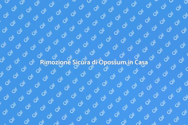 Come Gestire gli Opossum in Casa