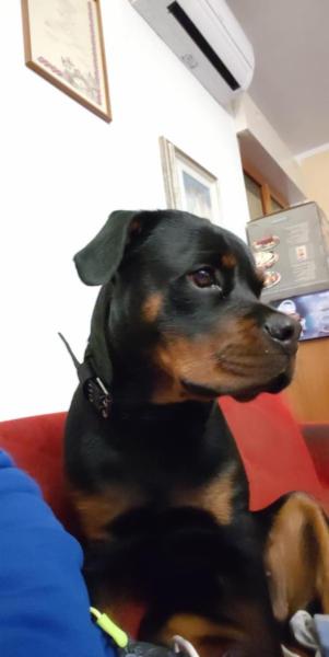 Gli amici di Full e Frida ASD - Foto 2