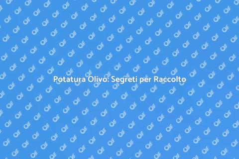 Potatura Olivo Professionale per Raccolto