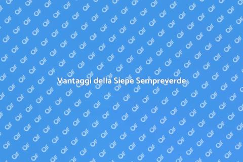Siepe Sempreverde: Bellezza e Funzionalità