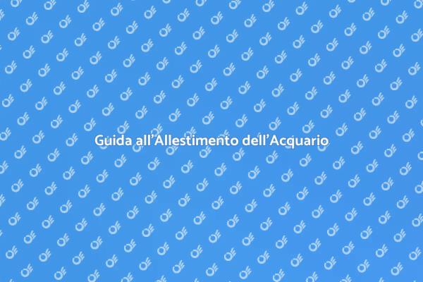 Come Creare un Acquario Ideale