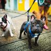 Come Trovare un Petsitter: Cercare un Dogsitter o un Catsitter.