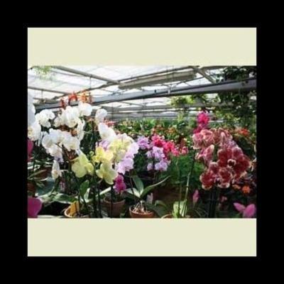 Floricoltura Tres  - Foto 2