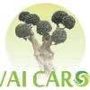 Vivai Carone 