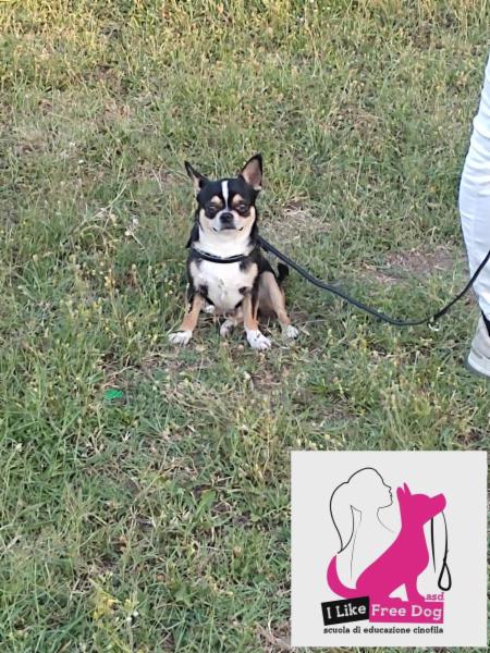 I LIKE FREE DOG ASD scuola di educazione cinofila - Foto 6