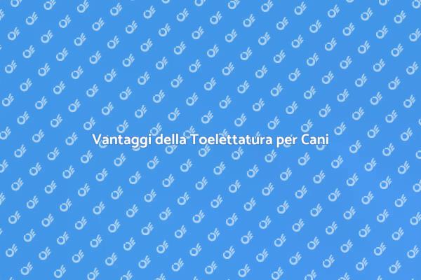 Perché Scegliere un Toelettatore per Cani