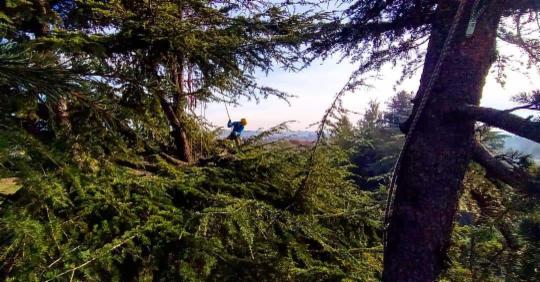 Treestylist - Foto 5