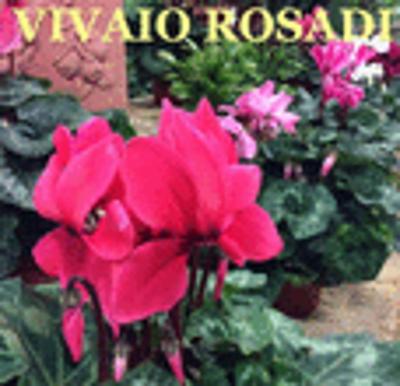 Vivaio Rosadi  - Foto 1