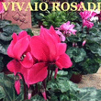 Vivaio Rosadi
