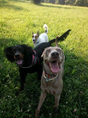 dogsitting, gruppi di dogtrekking e socializzazioni - Foto 5