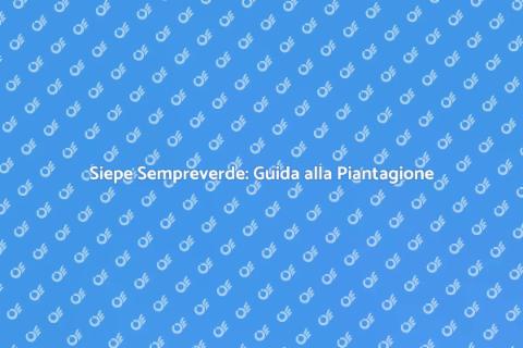 Piantare Siepe Sempreverde per Privacy