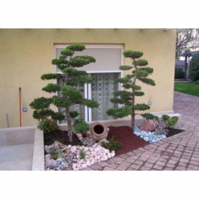 Vivai Giardini Martignago  - Foto 6