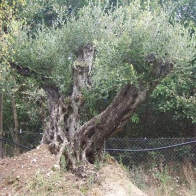 Vivai Piante Lello Grasso  - Foto 3