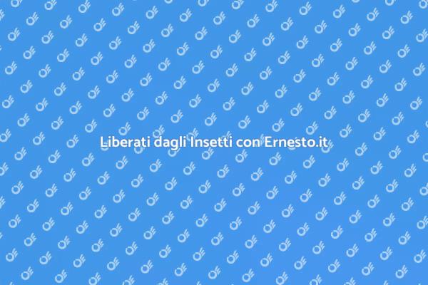 Disinfestazione: La Soluzione ai Tuoi Problemi