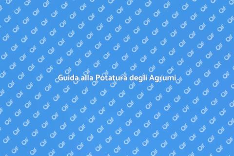 Potatura Fai Da Te degli Agrumi