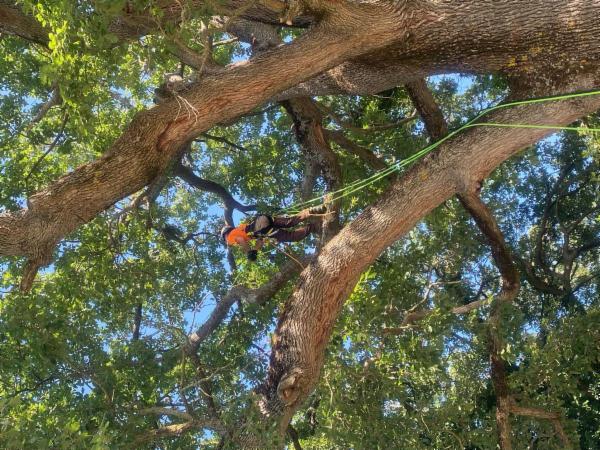 Arbor Climbing di Rocco Lodise - Foto 4